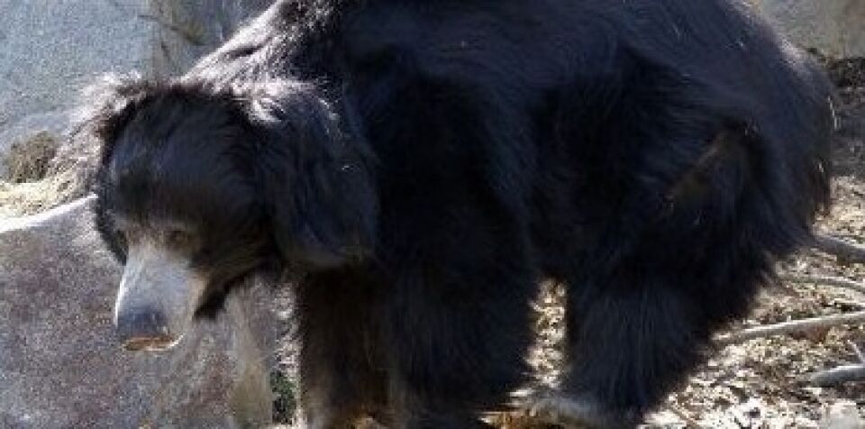 Caçador ilegal comedor de pênis de urso-preguiça é preso na Índia