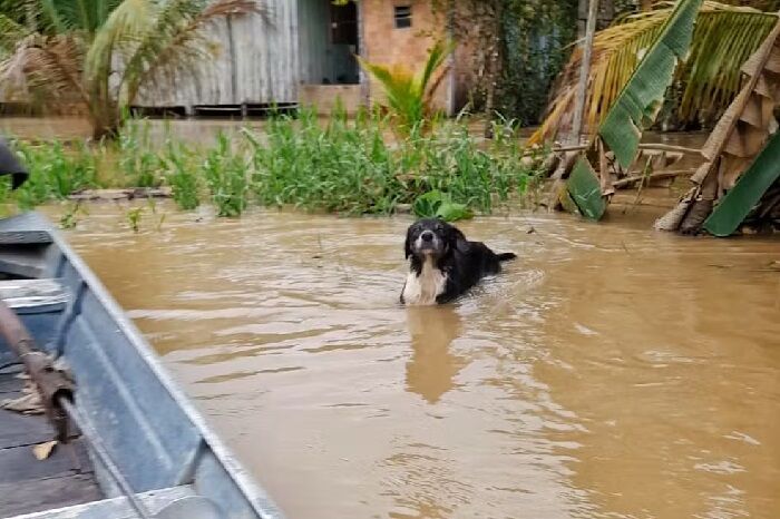 No sufoco das águas invadindo a casa, animais ficam para trás; Unir e Ong se juntam para salvá-los