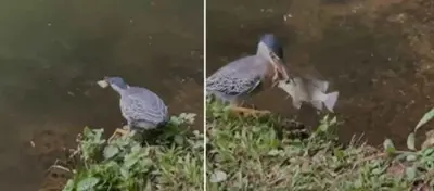 Pássaro usa pão para capturar peixe, em Goiânia