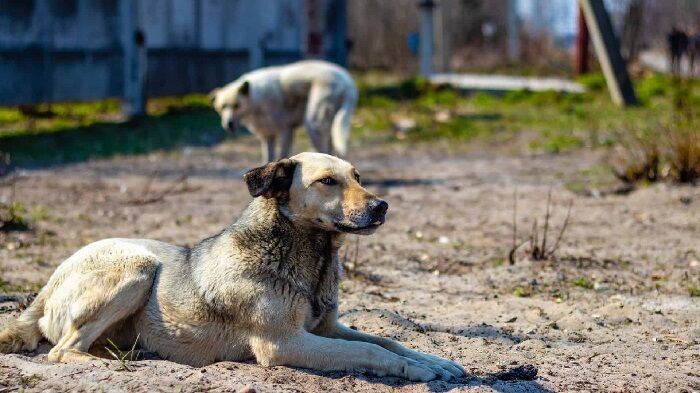 CASO INTRIGA E DESAFIA A CIÊNCIA - A incrível história dos cães de Chernobyl – entenda como eles sobreviveram