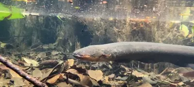 Você sabia que alguns peixes “se disfarçam” de cobras?