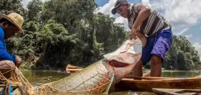 Pesca de pirarucu é proibida por três anos em área quilombola para preservar espécie no Amapá