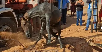 Cavalo cai em fossa profunda e mobiliza bombeiros em operação emocionante em Ji-Paraná
